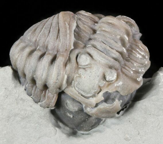 Enrolled Flexicalymene Trilobites - Ohio #47323